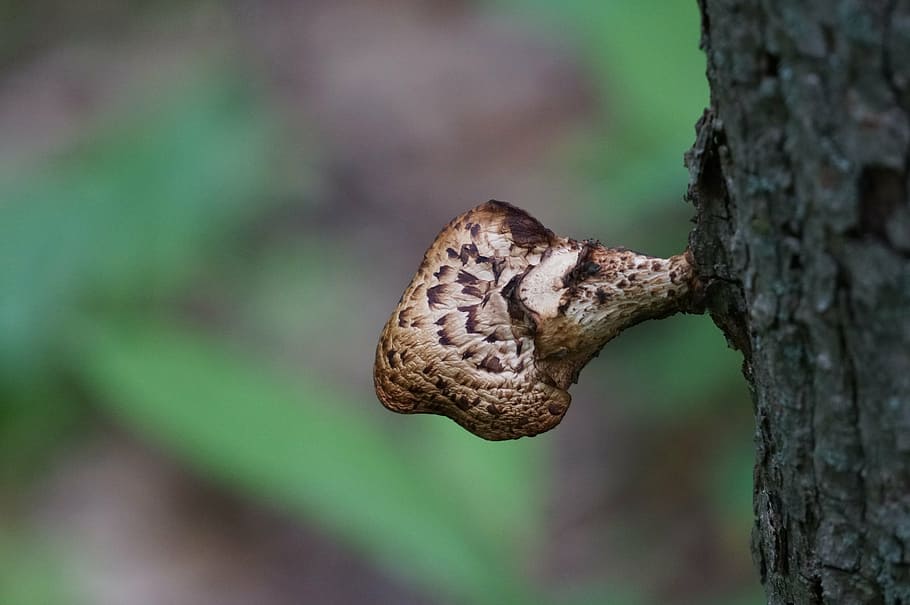 nature, mushroom, tree, trunk, bark, macro, closeup, funny HD wallpaper