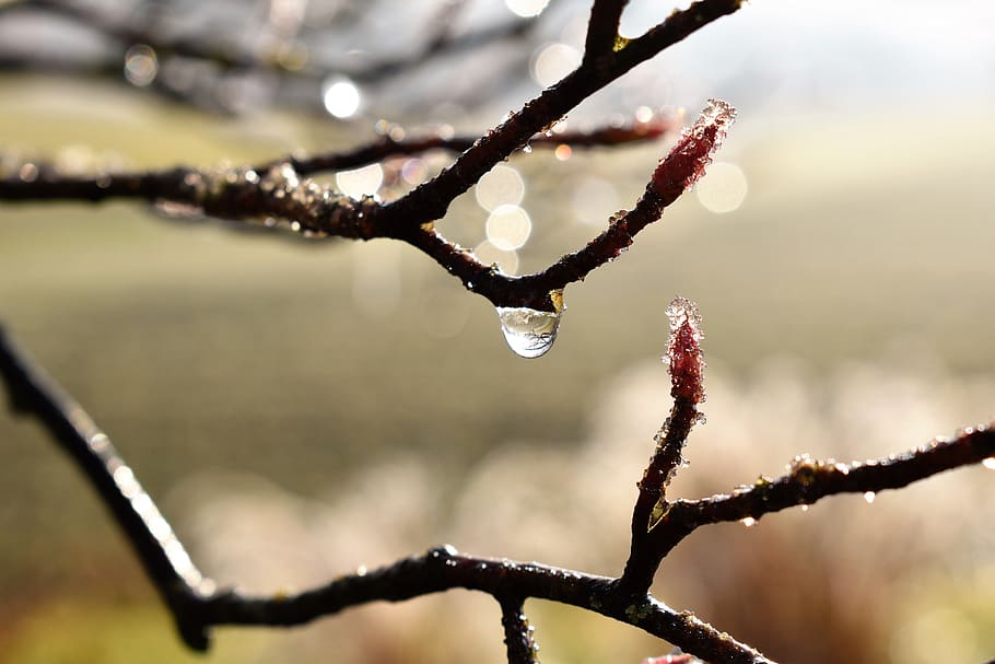 Drip, Dew, Dewdrop, Leaf, Grass, drop of water, autumn, morgentau, HD wallpaper