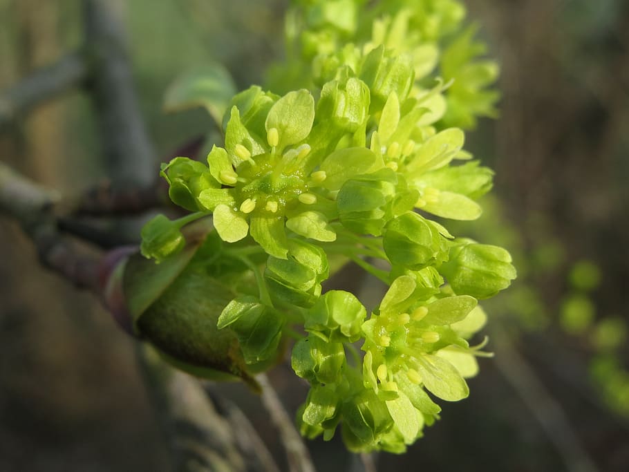 acer platanoides, norway maple, inflorescence, macro, tree