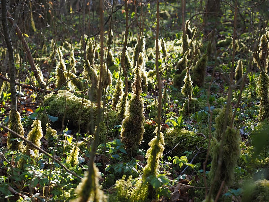 moss, bemoost, back light, forest floor, moss growth, fouling HD wallpaper