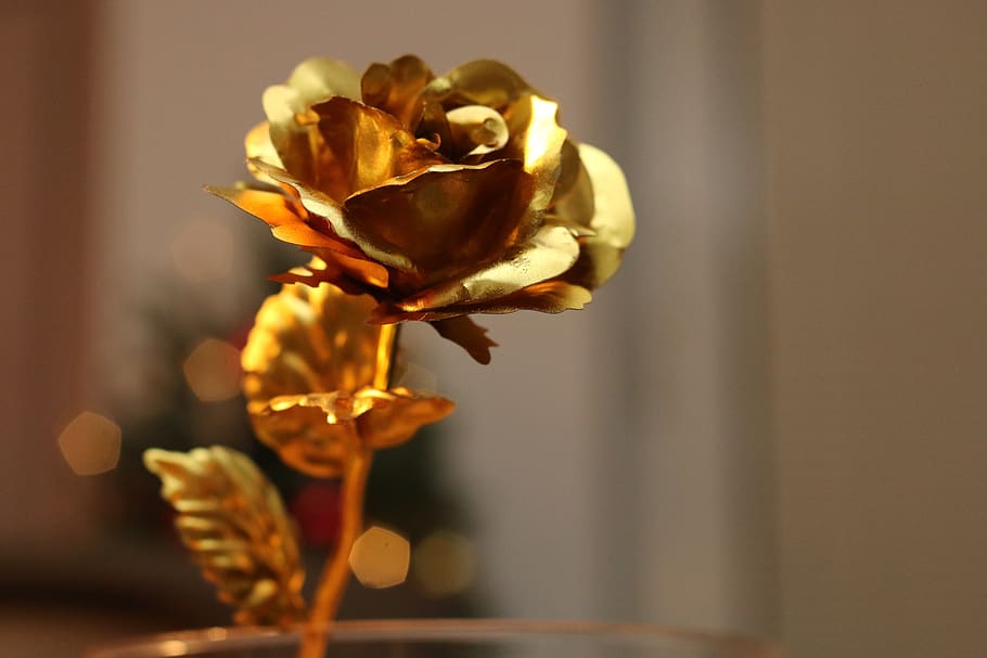 nature, flower, blur, flowering plant, beauty in nature, close-up HD wallpaper
