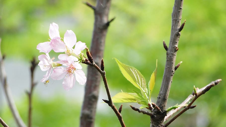 flowering, cherry blossoms, spring, hope, vitality, plant, flowering plant HD wallpaper