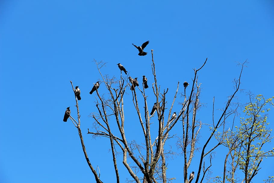 crows, raven, nature, crows wedding, animal wildlife, animal themes HD wallpaper