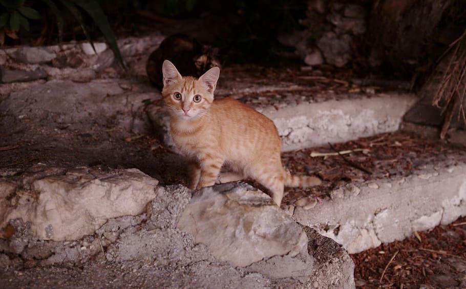 cat, feline, looking, cute, outdoors, steps, domestic, curious HD wallpaper