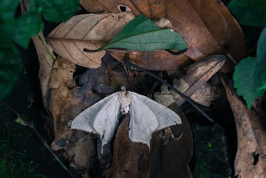 leaf, fall, butterfly, insect, animal, plant part, nature, no people HD wallpaper
