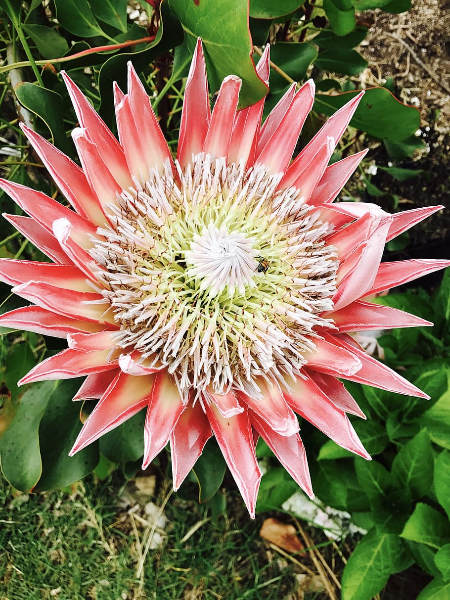 flower, king protea, botanical, floral, blossom, tropical, pink HD wallpaper