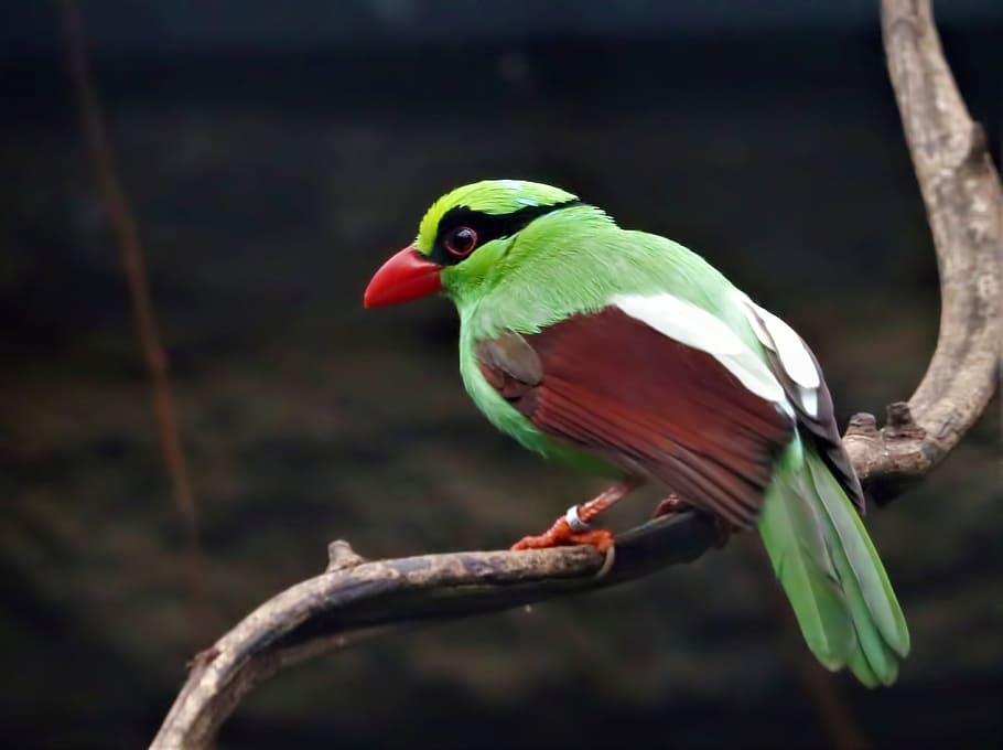 green bird on branch, green magpie, endangered species, rare, HD wallpaper