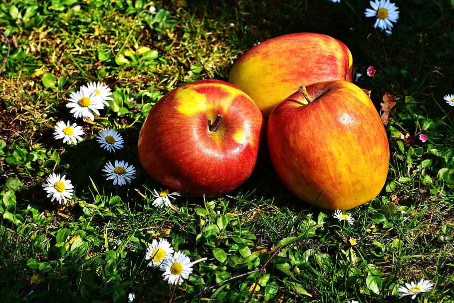 three apples near daisy flowers, fruit, ripe, healthy, vitamins, HD wallpaper