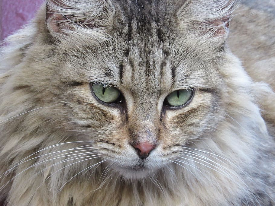 closeup photo of gray mean coon cat, head, face, macro, close up HD wallpaper