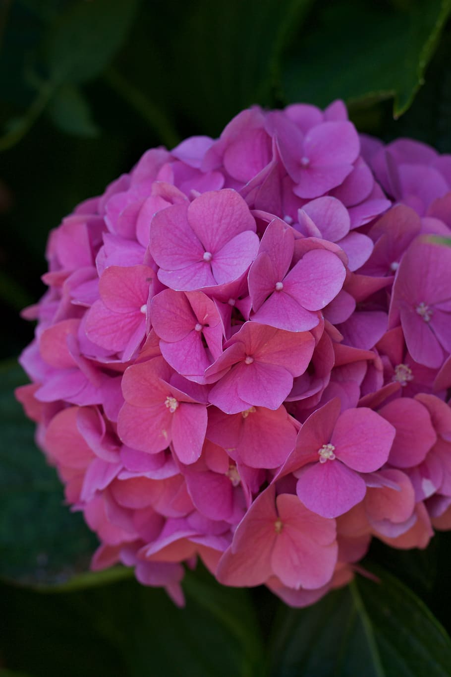 flower, nature, rose, hydrangea, petal, summer, garden, color HD wallpaper