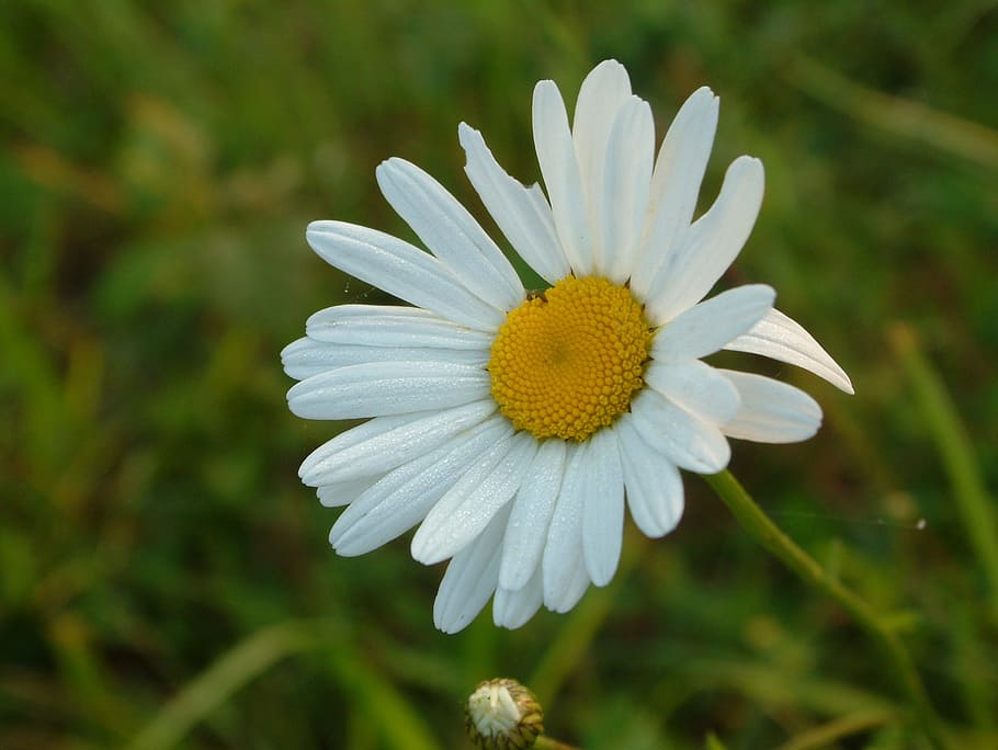 Flower, Spring, marguerite, nature, daisy, summer, plant, meadow HD wallpaper
