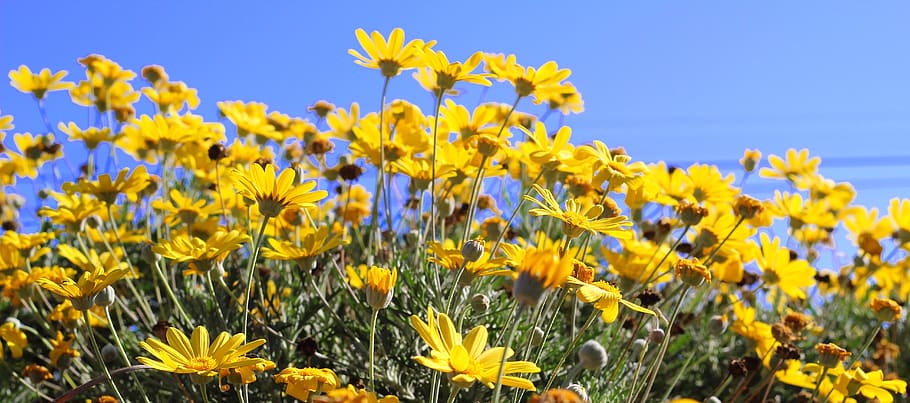 yellow, daisy, flower, flowering plant, field, growth, sky HD wallpaper