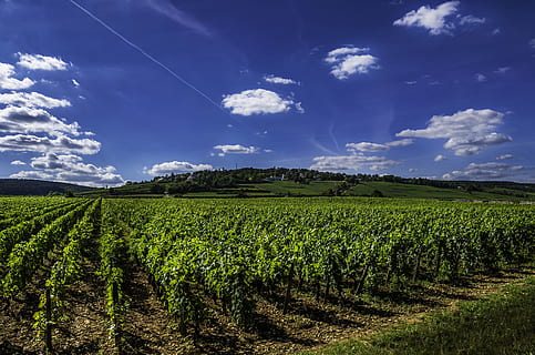 green plant field, vines, wine, vineyard, blue, burgundy, nature HD wallpaper