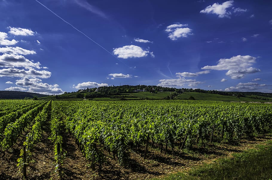 green plant field, vines, wine, vineyard, blue, burgundy, nature HD wallpaper