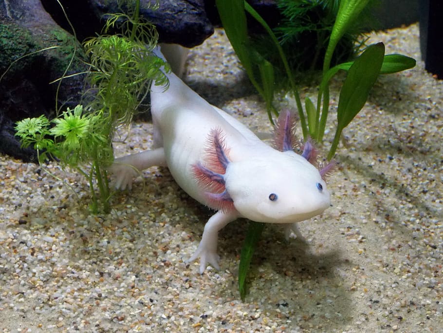 white axolotl underwater, leucistique, male, ambystoma, mexicanum, HD wallpaper