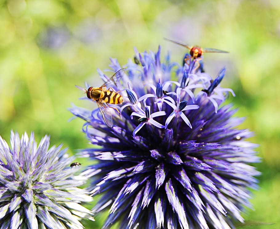 flies, flower, insect, nature, animals, garden, summer, fly HD wallpaper