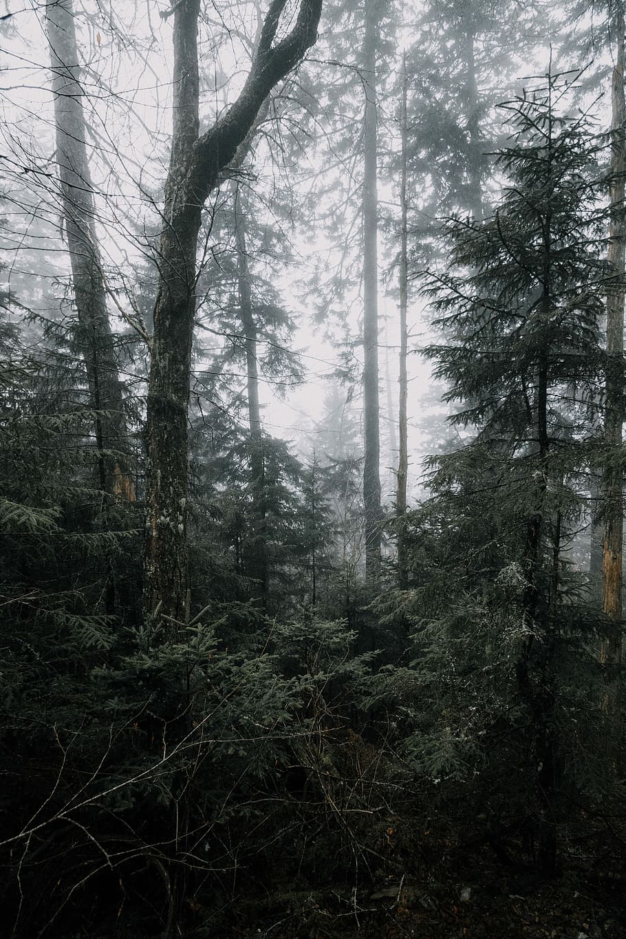 green leafed tree, photo of mist covered forest, fog, trees, nature HD wallpaper