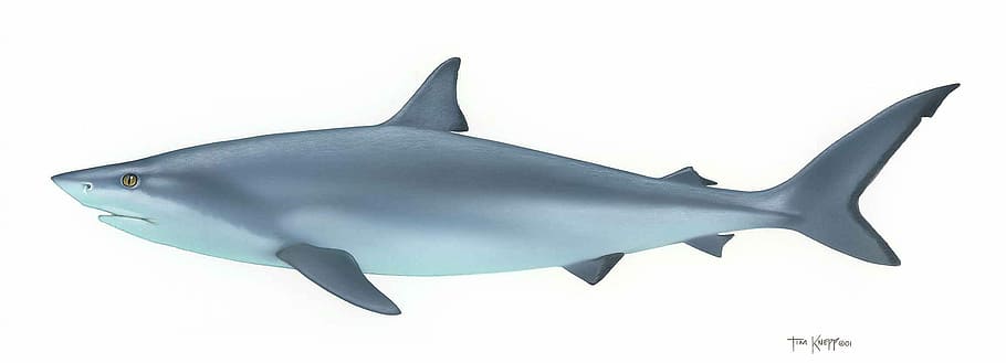 Drawing of a Bull Shark - Carcharhinus leucas, animal, fish, photo, HD wallpaper