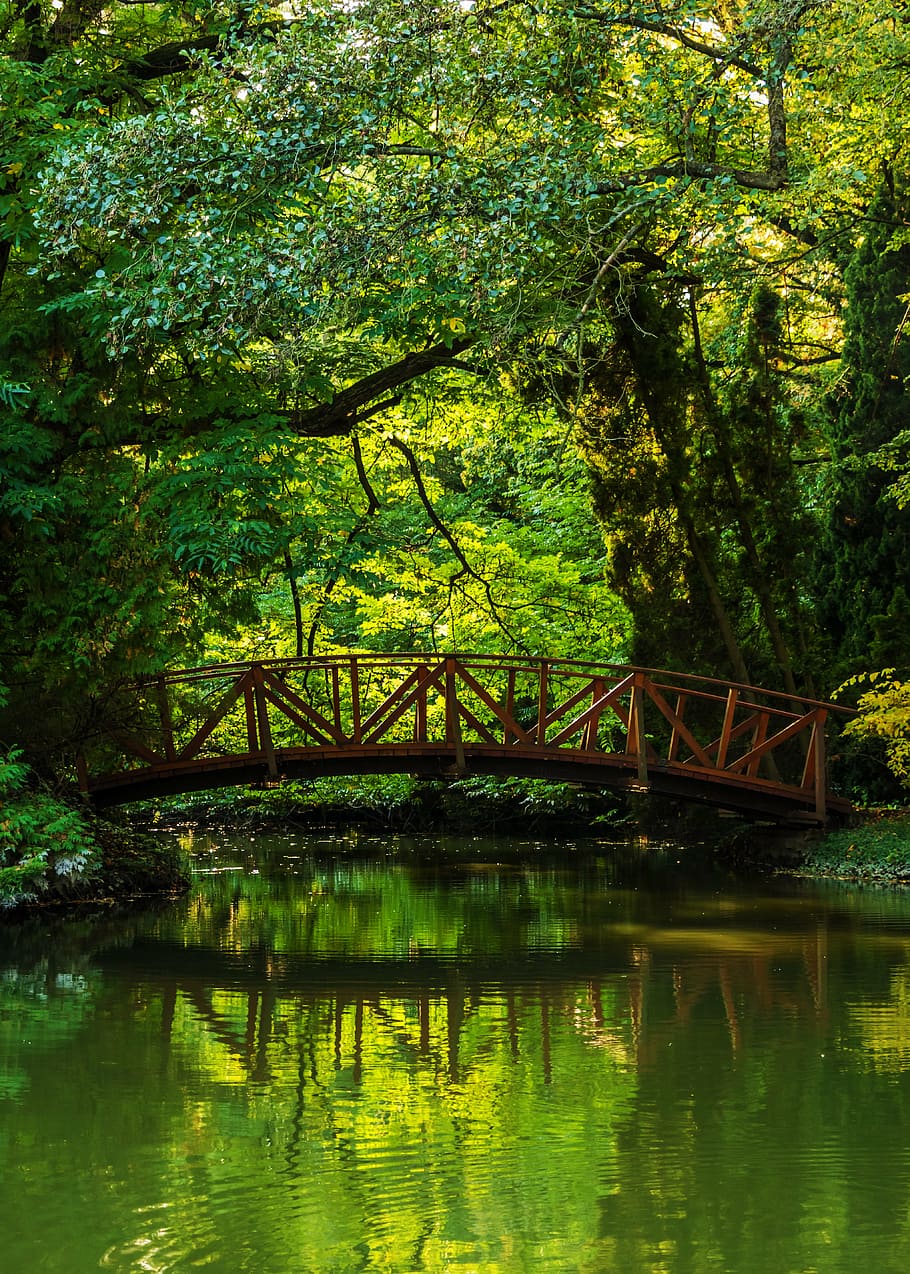 gray bridge under green trees, forest, nature, stream, water HD wallpaper