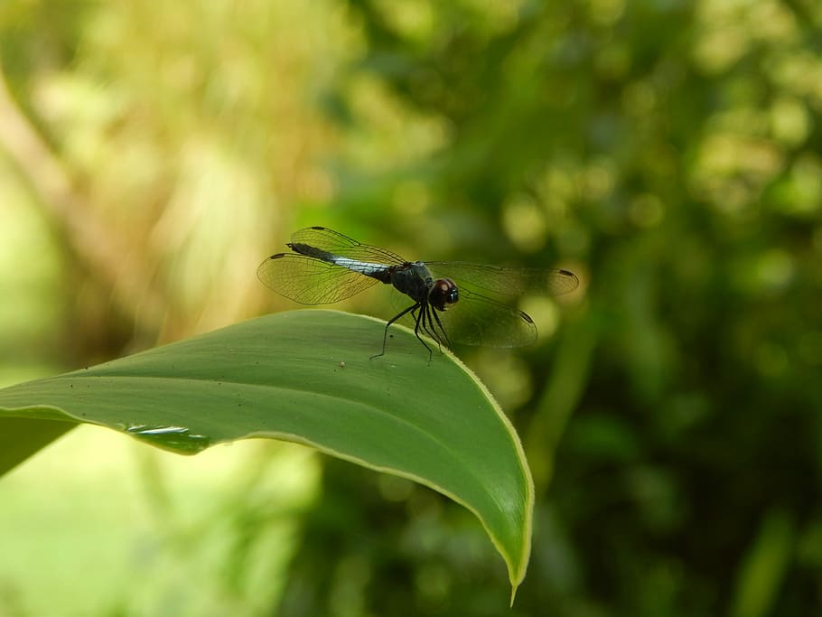 Dragonfly, Nature, Insect, Wildlife, macro, green, animal, one animal HD wallpaper