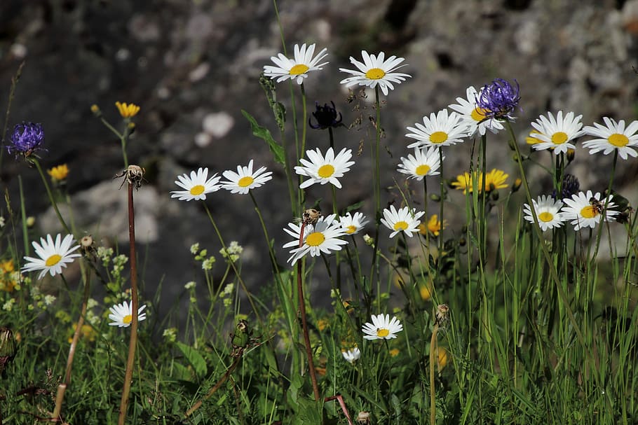 white petaled flowers at daytime, the beasts of the field, alpine, HD wallpaper