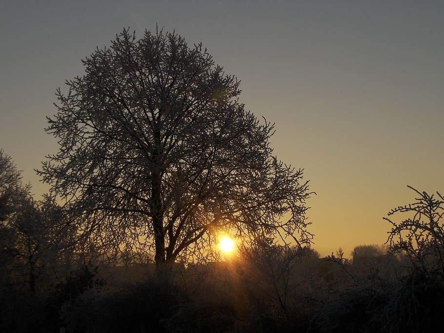 Rising Sun, Winter, Ripe, tree, nature, sunset, no people, tranquil scene HD wallpaper