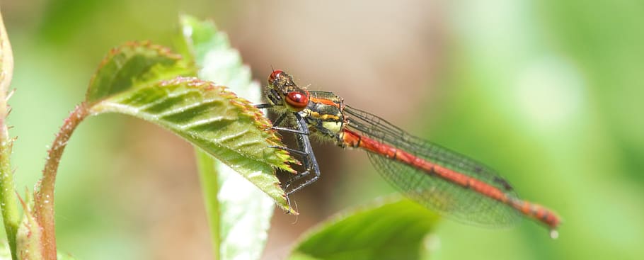 dragonflies, macro, nature, insect, invertebrate, animal themes HD wallpaper