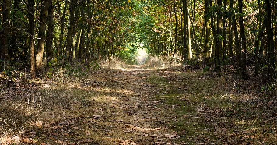 Forest, Path, Trail, Travel, Ferry, transported, long way, distance HD wallpaper