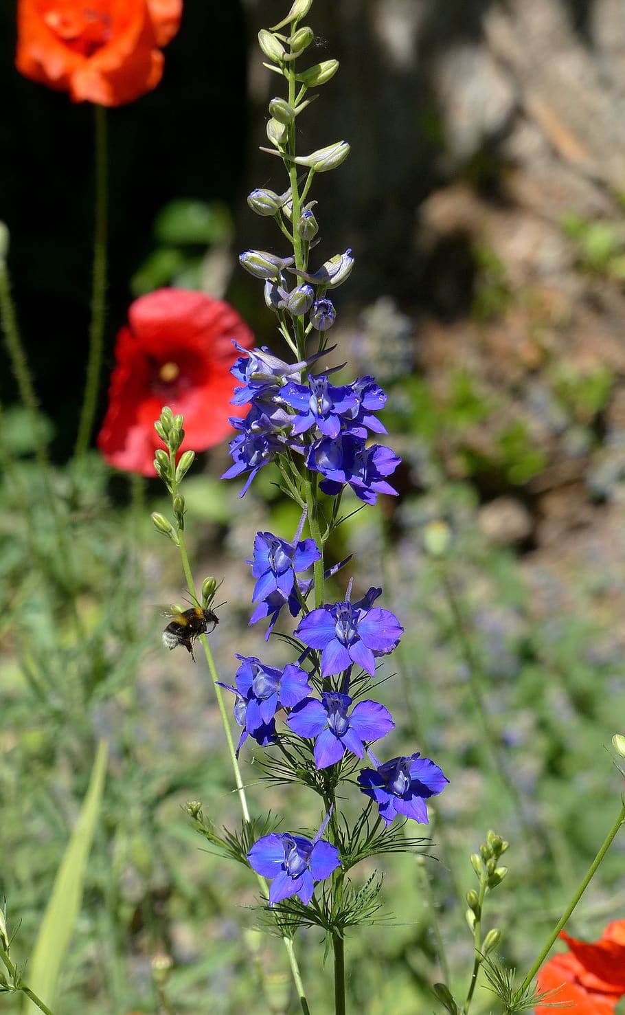 flower, blue, bumblebee, summer, flowering plant, fragility HD wallpaper
