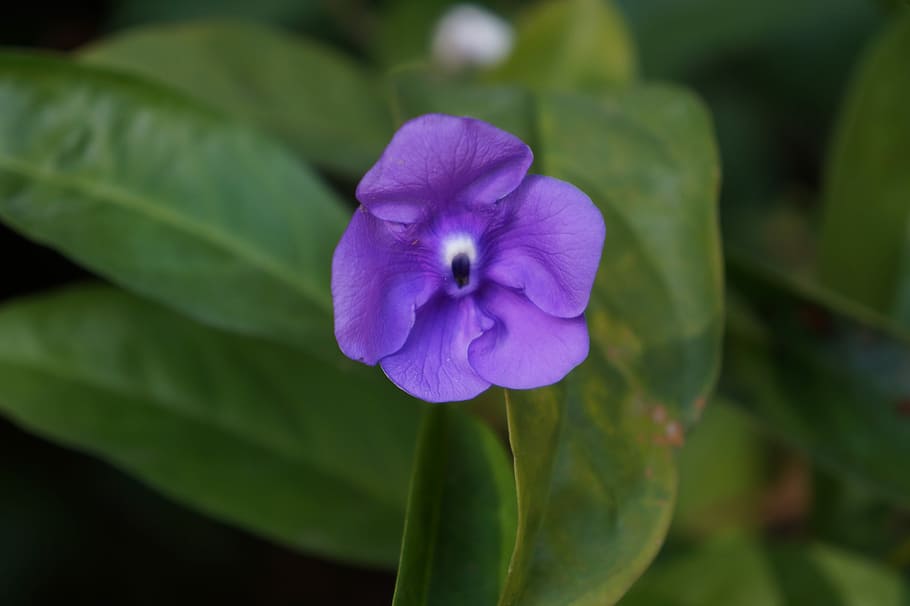 Flowers, Violets, Nature, Flora, Wild, botany, fragility, beauty in nature HD wallpaper