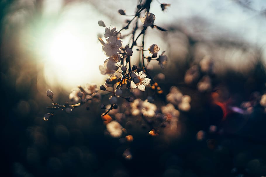 flowers, sunset, leafs, nature, branch, tree, springtime, plant HD wallpaper