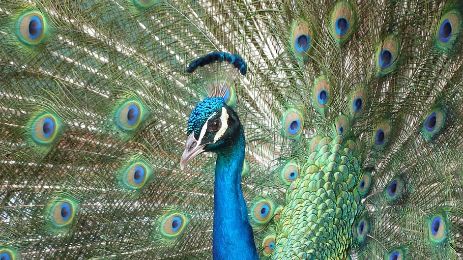 peacock, bird, feathers, peacock feather, animal, animal themes HD wallpaper