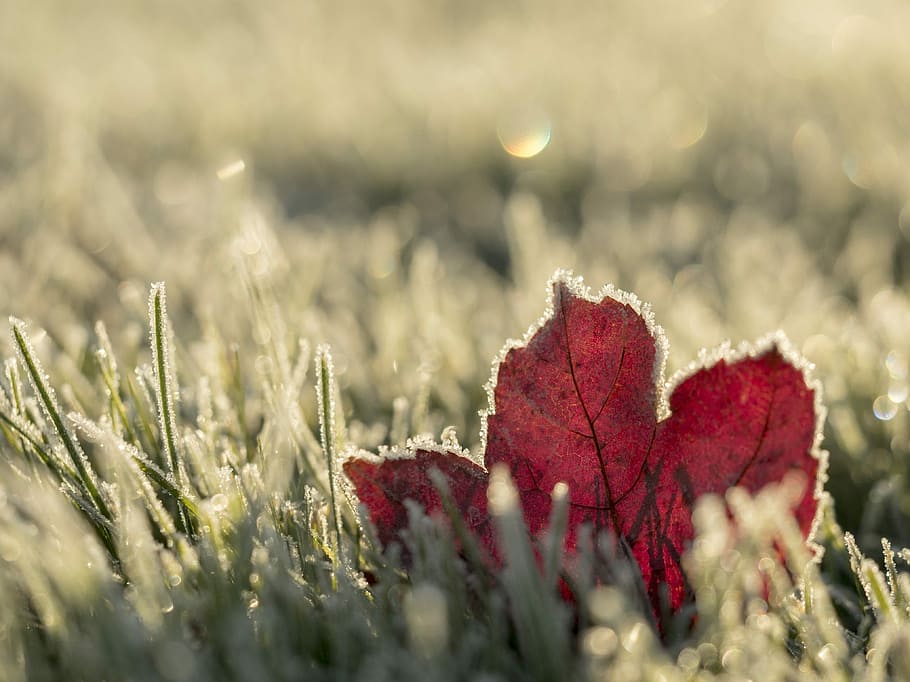 close up photo of red maple leaf on grass, macro shot photography of brown leaf HD wallpaper