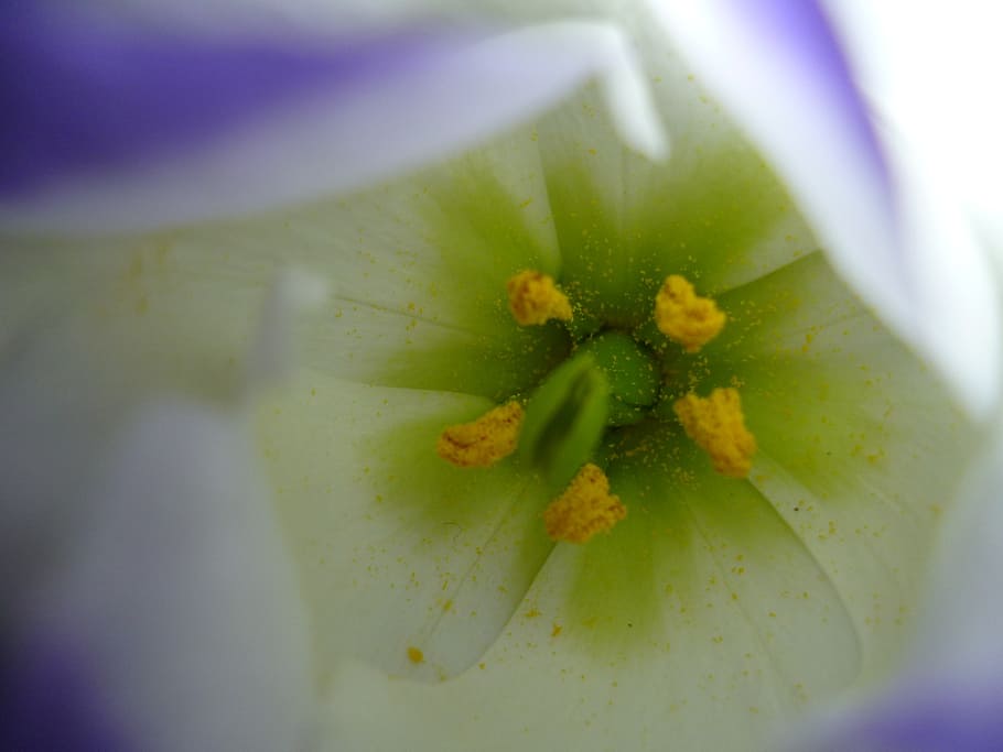 flower, blossom, bloom, pollen, flowering plant, beauty in nature HD wallpaper