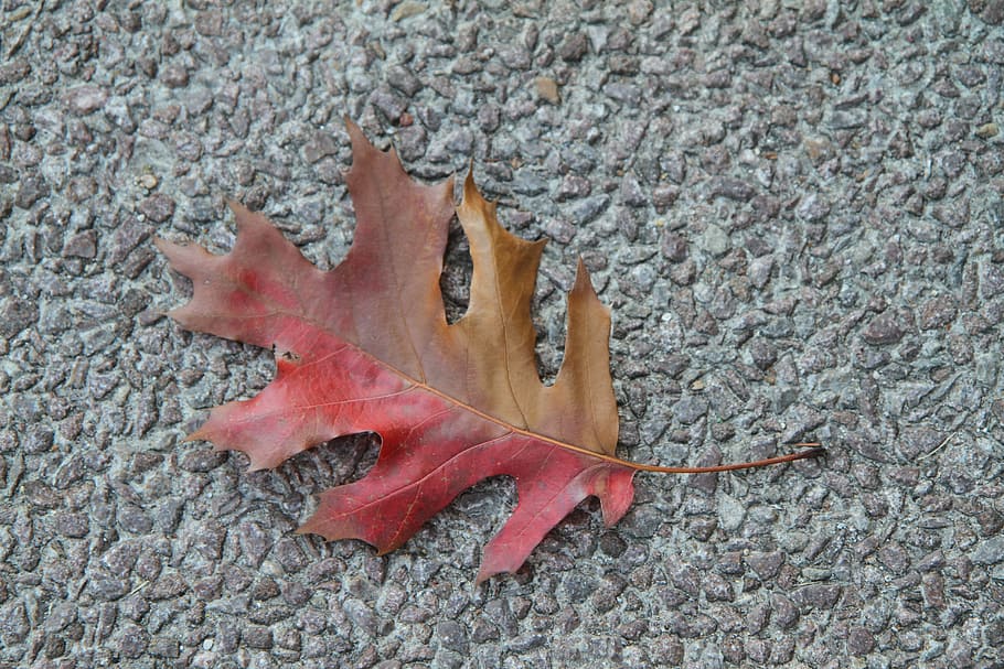 fall leaf, colorful, foliage, red, brown, single, close-up HD wallpaper