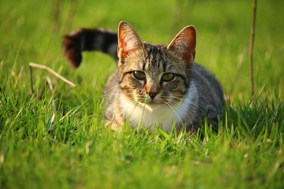 cat, kitten, mackerel, tiger cat, cat baby, young cat, domestic cat HD wallpaper
