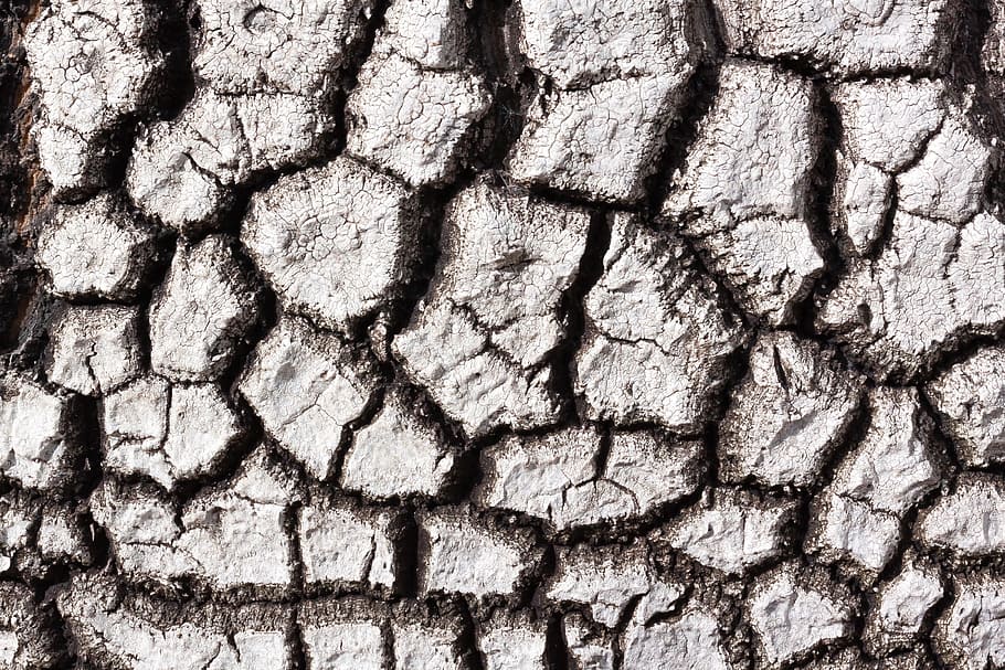 bark, beaucarnea stricta, structure, background, texture, pattern HD wallpaper