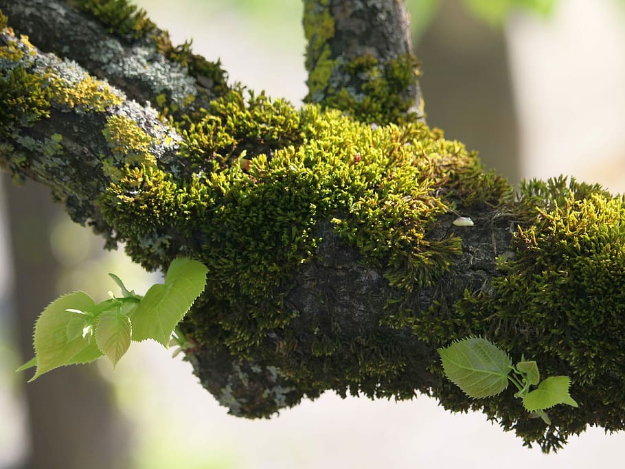 green algae on branch, tree, plant, moss, nature, close, leaves HD wallpaper