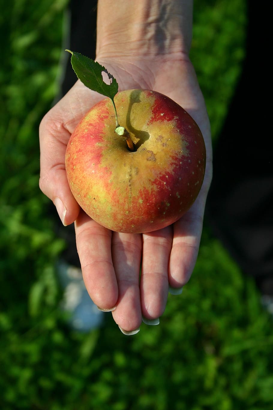 apple, fruit, ripe, vitamins, red apple, delicious, sweet, frisch HD wallpaper