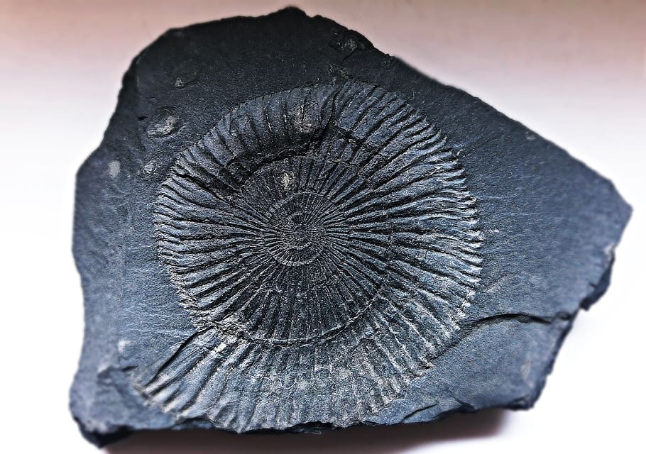 fossil, imprint, track, sign, shape, close-up, studio shot HD wallpaper