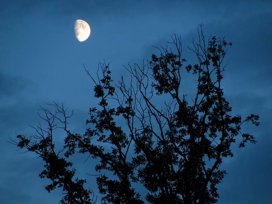 moon, moon shine, moon light, tree, trees, dark, branch, evening HD wallpaper
