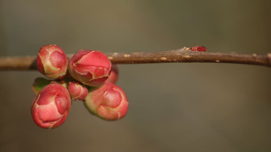 spring, flower bud, branch, flowering, nature, morning, close up HD wallpaper