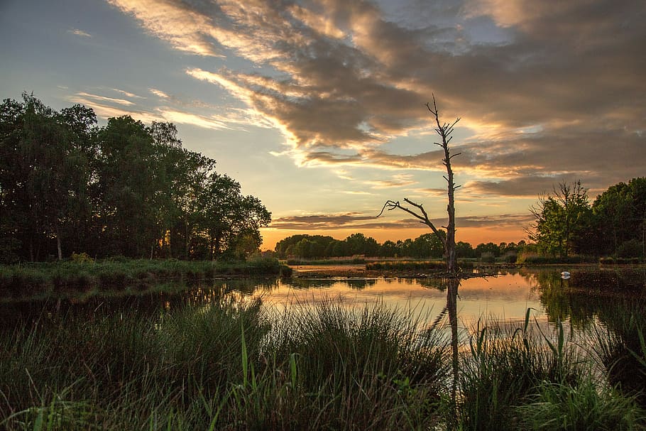 nature, reflection, waters, lake, sky, cloud - sky, plant, tranquility HD wallpaper