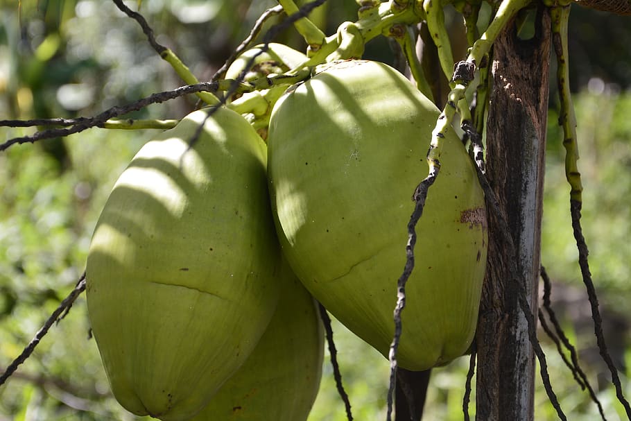 coco, nature, green, plant, growth, healthy eating, food, food and drink HD wallpaper