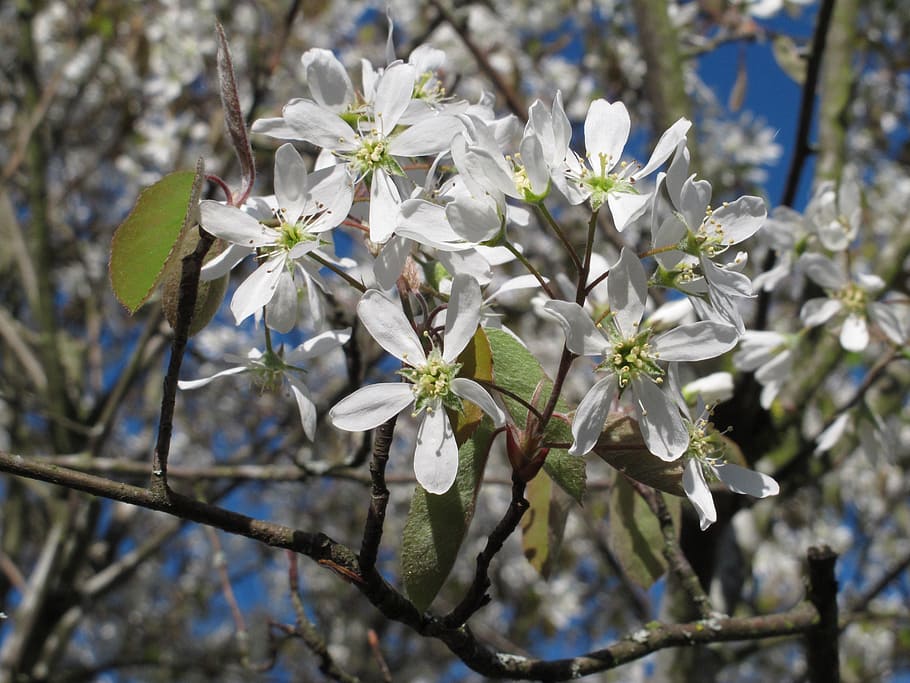 amelanchier, plant, spring, blossom, bloom, flowering plant HD wallpaper