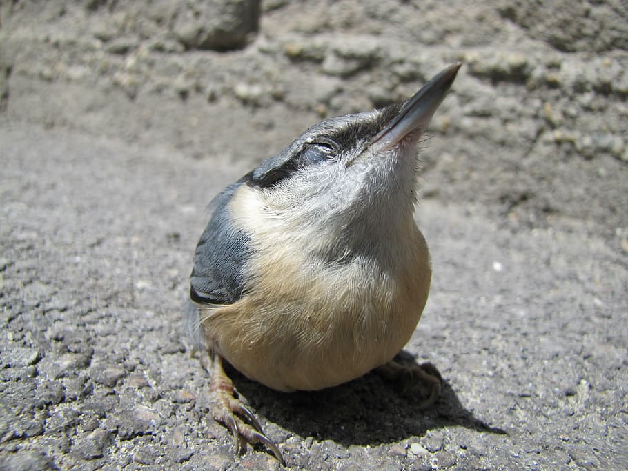 bird, macro, street, nuthatch, wildlife, nature, animal, beak HD wallpaper