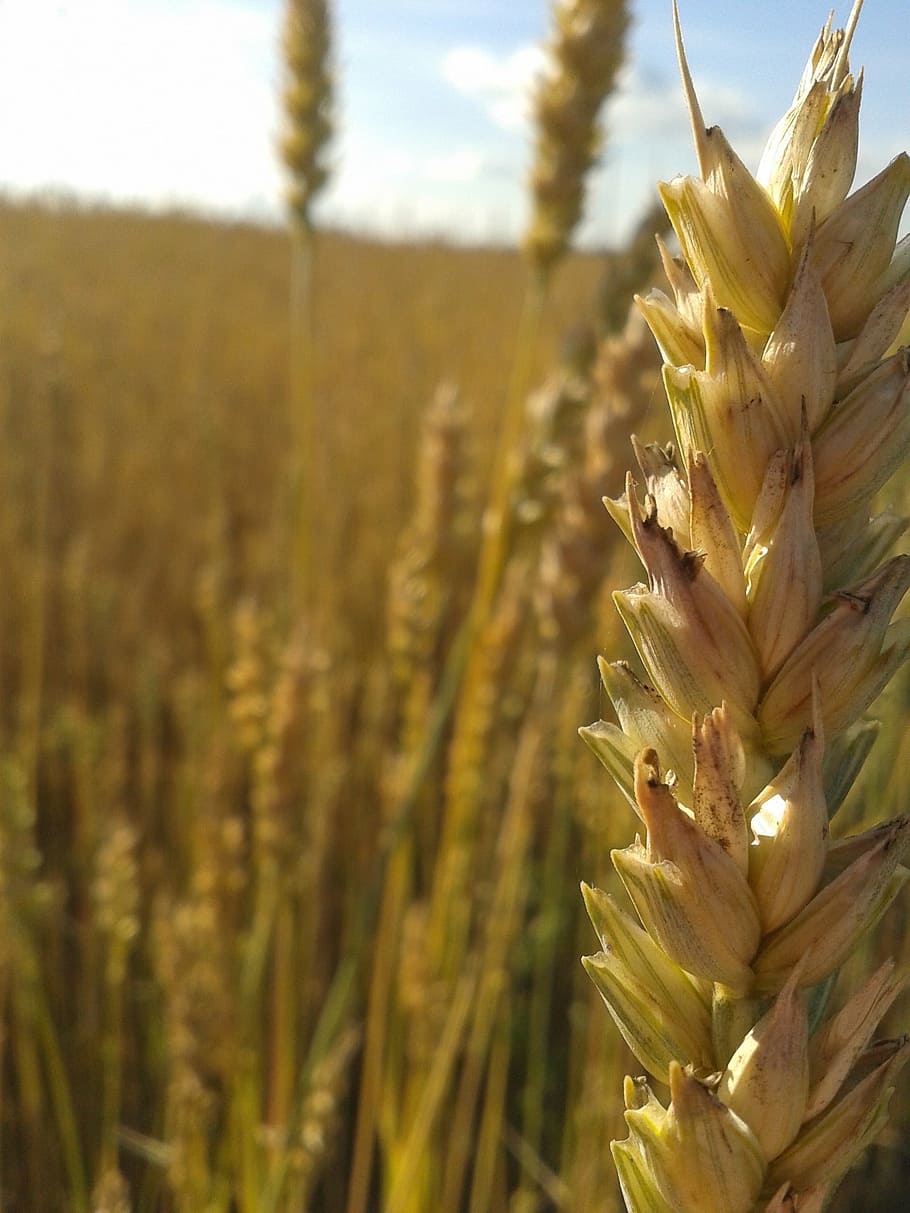 wheat, grain, seeds, springfield, harvest, plant, growth, beauty in nature HD wallpaper