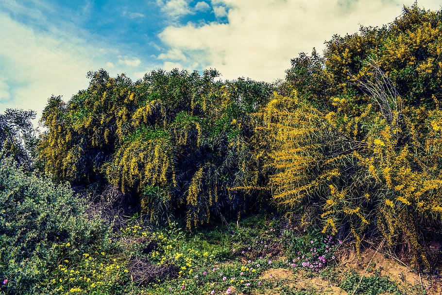 trees, scenery, spring, nature, countryside, springtime, kapparis HD wallpaper