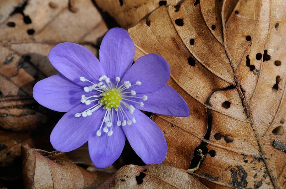 purple hepatica flower on withered leaves, forest flower, spring