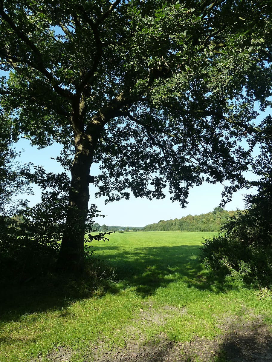 Field, Tree, Oak, Landscape, Summer, nature, mood, outdoors HD wallpaper